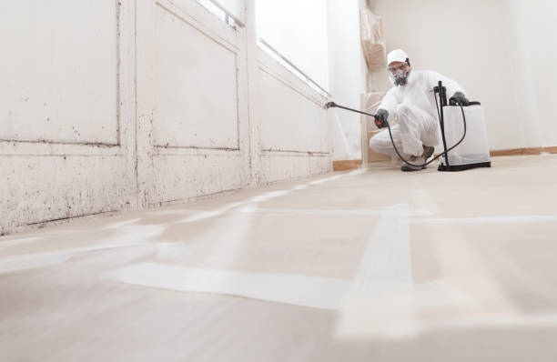 Black mold remediation team in Clinton